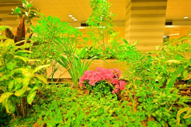 Otel lobisinin içinde çiçek tarhında yetişen yeşil bitkiler.