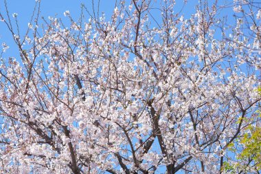 Güzel kiraz ağacının yakınında.