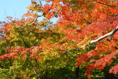 beautiful autumn leaves in fall season    