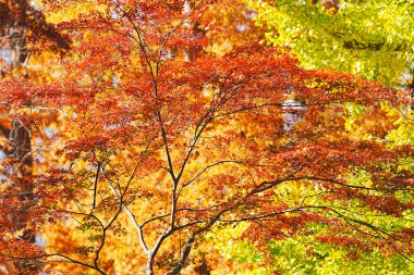 Parkta güzel sonbahar yaprakları      