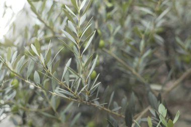 Yakın çekim - güzel yeşil yapraklar