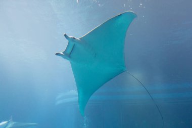 Stingray mavi okyanus