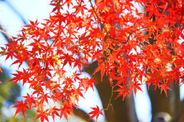 Sonbahar yaprakları, sonbahar bitkileri