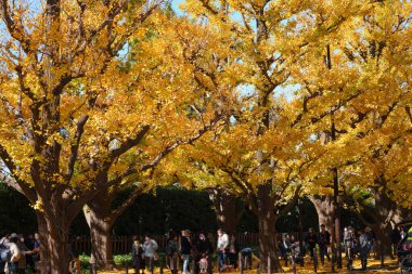 Sonbahar parkında güzel sarı yaprakları olan ginkgo ağaçları 