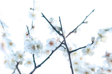 İlkbaharda kiraz çiçekleri, bahçede açan güzel bahar çiçekleri              