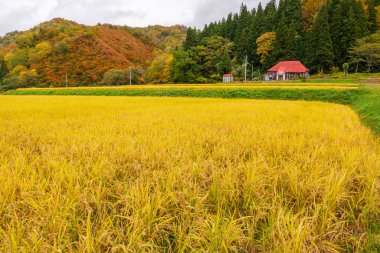 Japonya 'daki pirinç tarlası.