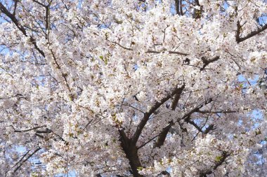 İlkbaharda açan ağaçların çiçeklerini kapat.