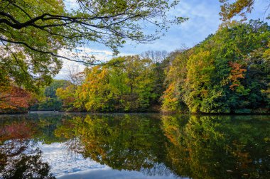 Renkli yaprakları olan güzel sonbahar manzarası