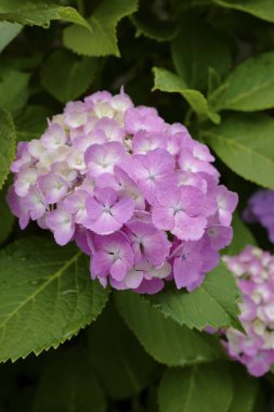 Bahçedeki menekşe güzel çiçekler