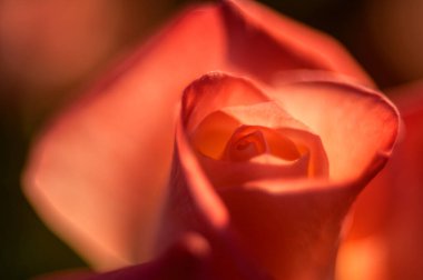 Yumuşak arkaplanı olan kırmızı gül çiçeği.