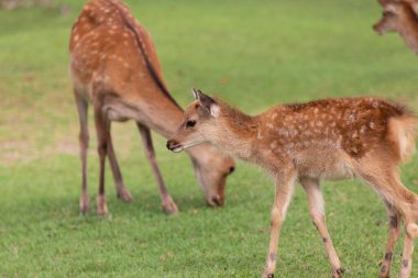 Japonya 'daki sevimli geyik, Nara Parkı