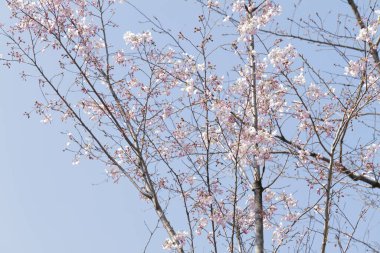 Japonya 'da güzel kiraz çiçekleri