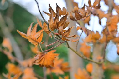 Renkli sonbahar yapraklarını kapat