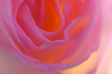 Güzel pembe gül çiçeğinin makro çekimi