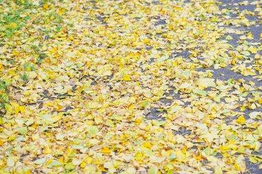 Sonbahar parkında düşen sarı yaprakların arka planı 