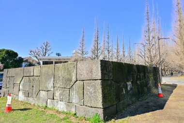 Kış parkında çıplak ağaçlar ve mavi gökyüzü.