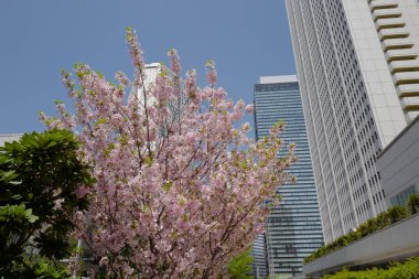 Bahçedeki güzel çiçekler modern şehir mimarisi, Japonya ve Tokyo 'ya karşı çiçek açıyor.