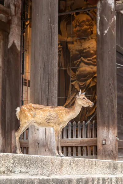 Retrato Veados Nara Japão — Fotografia de Stock