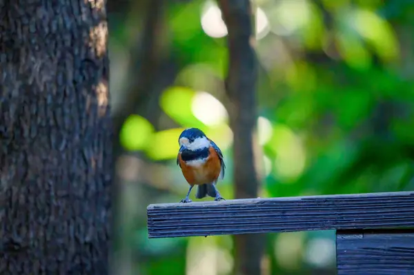 Merle Bleu Oiseau Assis Sur Une Bûche — Photo
