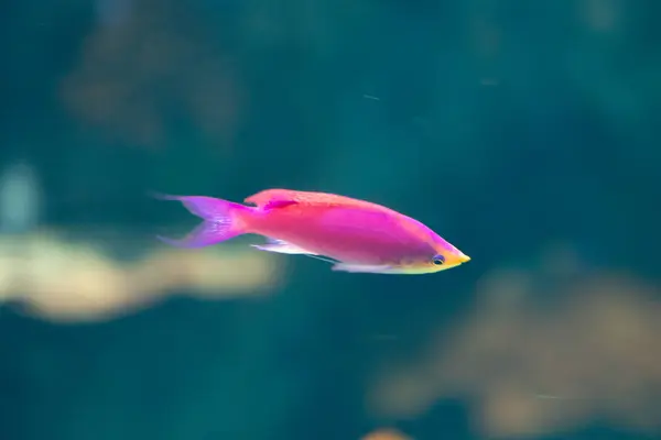 Peixes Coloridos Aquário — Fotografia de Stock