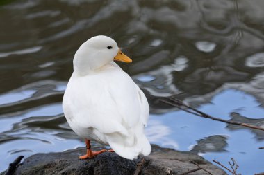 Sudaki şirin beyaz ördeğin portresi