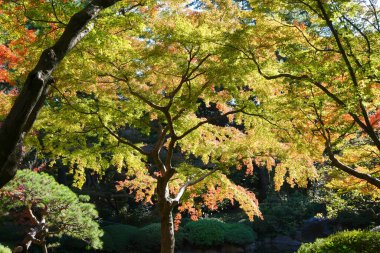 Parkta güzel sonbahar yaprakları