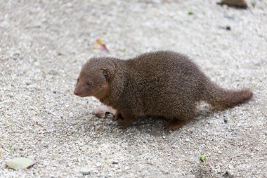Küçük kahverengi memeli yerde yürüyor.