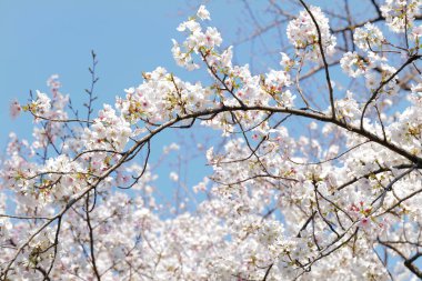 Japonya 'da güzel kiraz çiçekleri