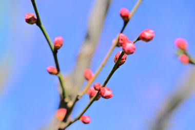 İlkbaharda ağaç frenlerinde açan pembe çiçeklere yakın.
