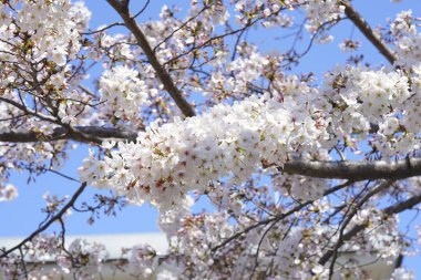 Bahar bahçesindeki dallarda kiraz çiçekleri     