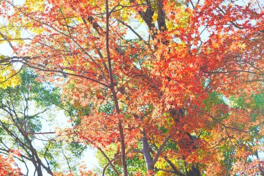 Sonbahar yaprakları, sonbahar bitkileri