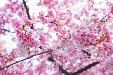 Dallarında pembe çiçekler açan güzel bir ağaç.