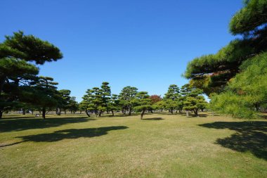 Parkta sonbahar ağaçları 