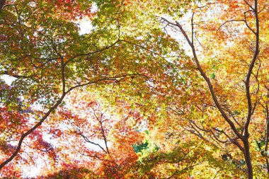 Güzel renkli sonbahar yaprakları 