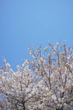 Bahar çiçekleri Bahçede çiçek açan kiraz ağacı.