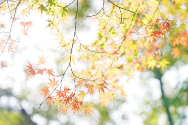 Güzel renkli sonbahar yaprakları