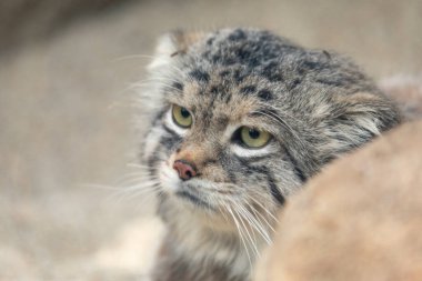 Kum kedisi (Felis margarita), kumlu ve taşlı çöllerde yaşayan küçük vahşi bir kedi.