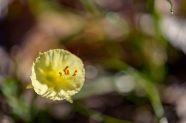 bulanık zemin üzerine sarı çiçek