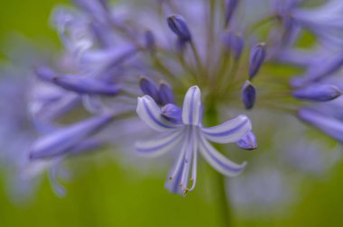 Bahçedeki güzel çiçekleri kapat.