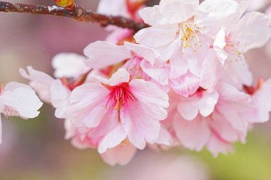 İlkbaharda pembe kiraz çiçekleri 