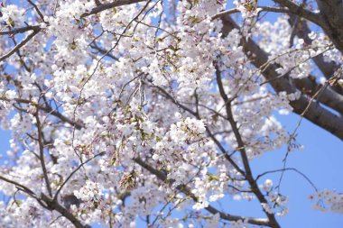 Güzel kiraz ağacının yakınında.
