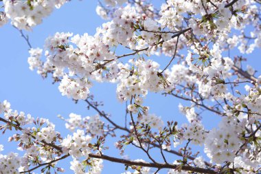 İlkbaharda açan ağaçların çiçeklerini kapat.