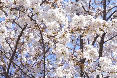 İlkbaharda açan ağaçların çiçeklerini kapat.