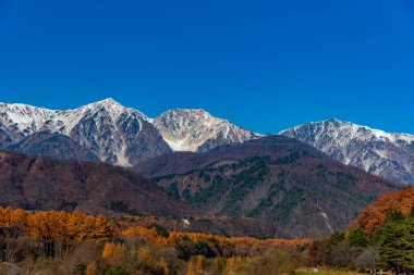 Karlı dağlarda güzel bir manzara ve parlak yapraklı sonbahar ormanı. 