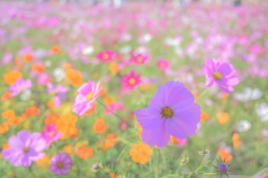 Bahçedeki güzel kozmos çiçekleri          