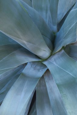 Güzel, yeşil bir Amerikan bitkisinin yakınında.