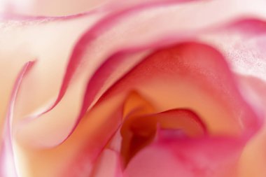 Gül yapraklarını kapatın.