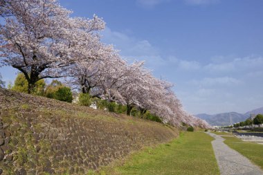 Japonya 'da güzel kiraz çiçekleri