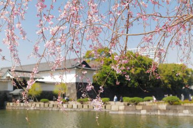 Geleneksel Japon Saray Mimarisi ile Su Hendeğinde Sallanan Ağlayan Kiraz Çiçekleri