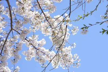 İlkbaharda açan ağaçların çiçeklerini kapat.